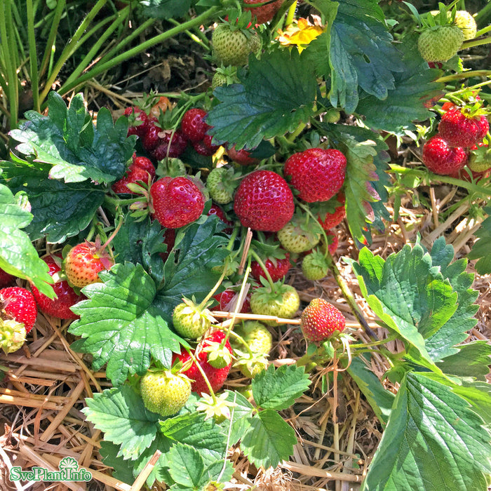 Fragaria x ananassa 'Sonata' 6  pack