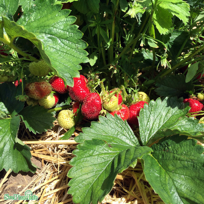 Fragaria x ananassa 'Sonata' 6  pack