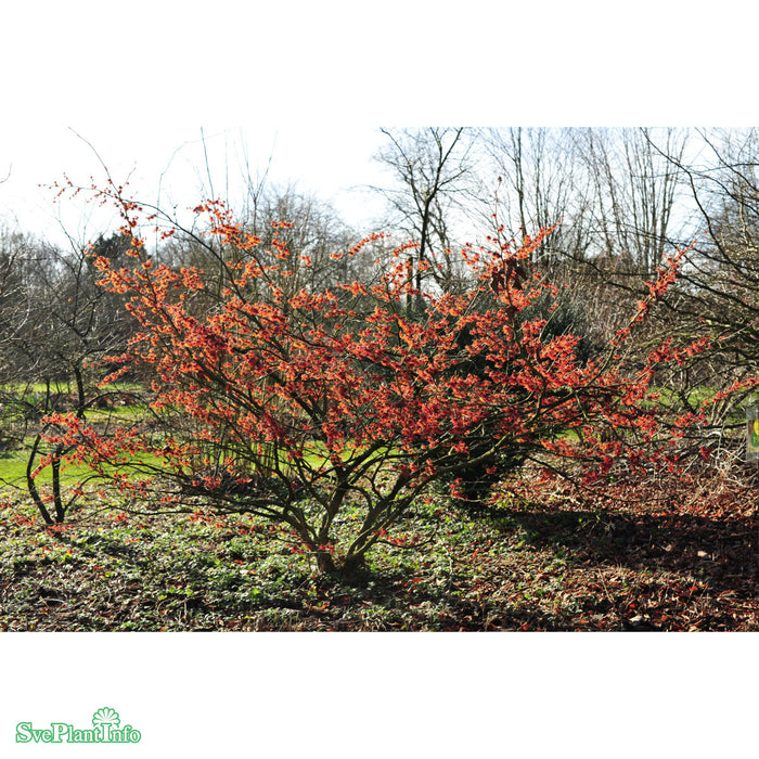 Hamamelis x intermedia 'Diane' Solitär C20 100-125cm