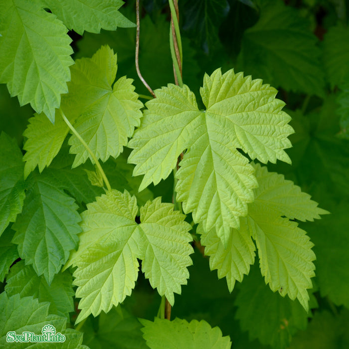Humulus lupulus 'Aureus' A-kval C2