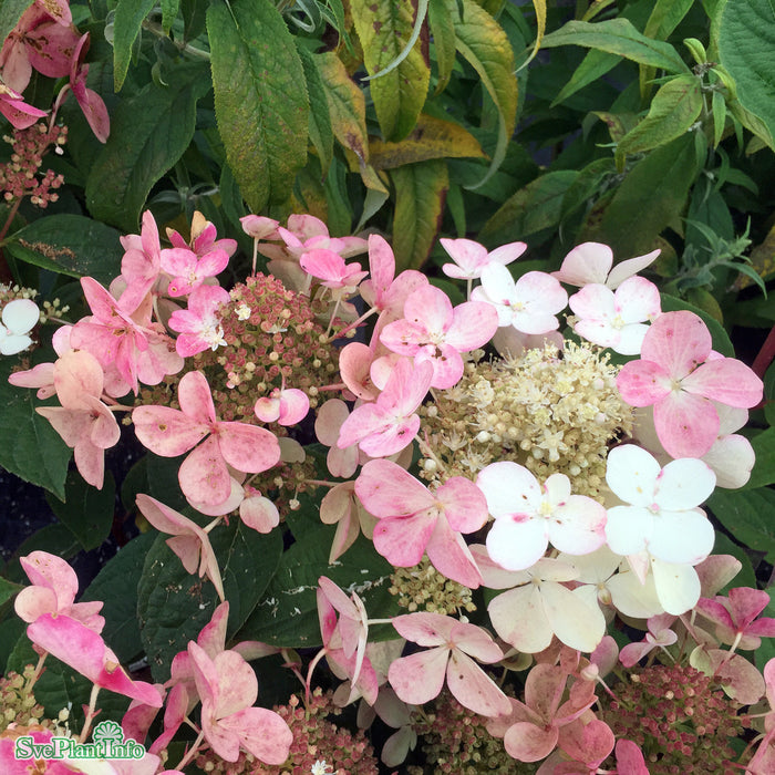 Hydrangea paniculata 'Early 'Sensation' Busk C20