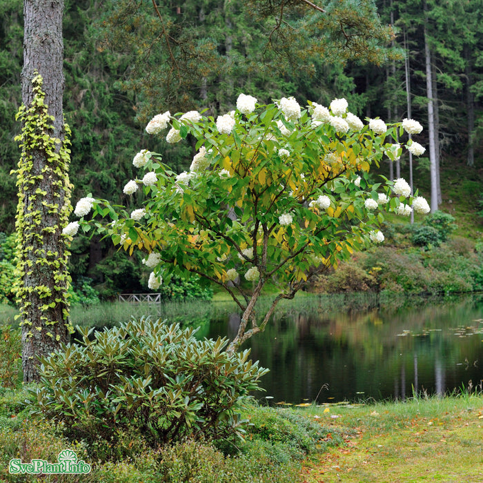 Hydrangea paniculata 'Grandiflora' Solitär C20 100-125cm