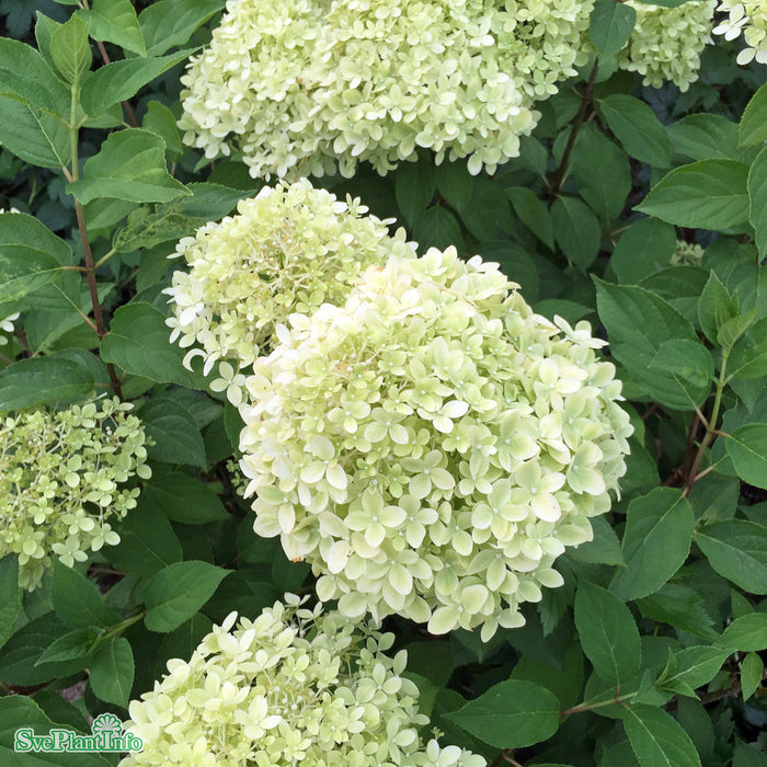 Hydrangea paniculata 'Limelight' Stam C10 80-100cm