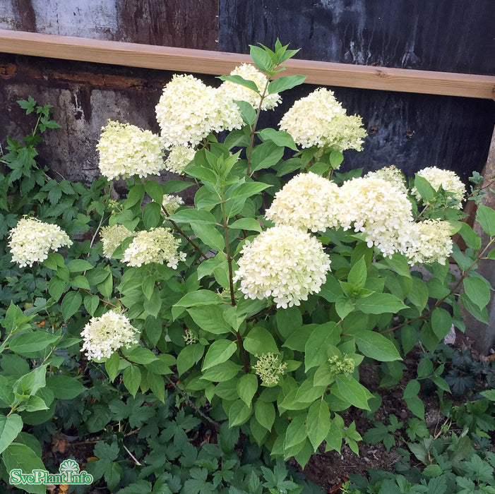 Hydrangea paniculata 'Limelight' B100-150 H150-175c