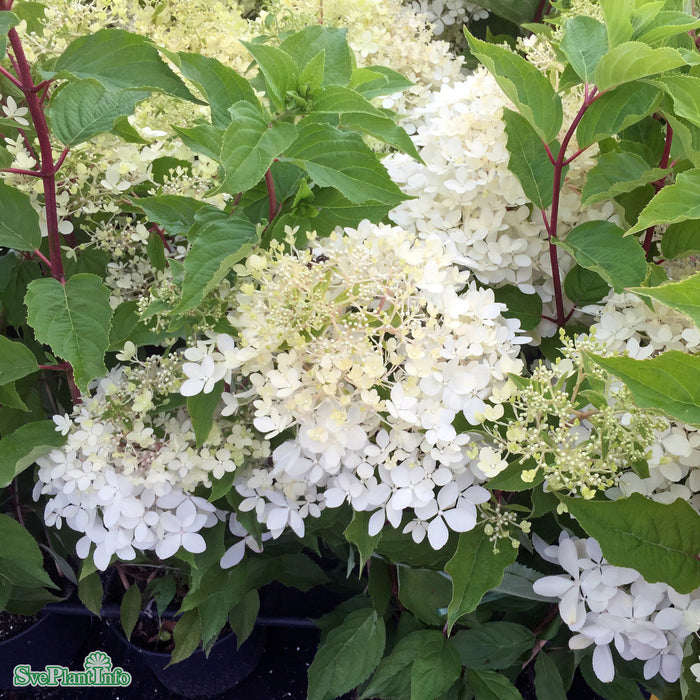 Hydrangea paniculata 'Phantom' Solitär C10 80cm