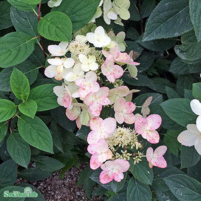 Hydrangea paniculata 'Magical Fire' Stam 50cm C3