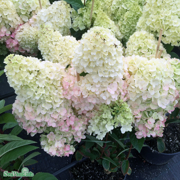 Hydrangea paniculata 'Sundae Fraise' Busk C7 60cm
