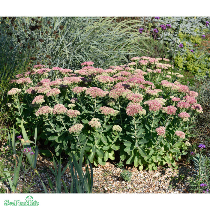 Hylotelephium 'Herbstfreude' A-kval C3