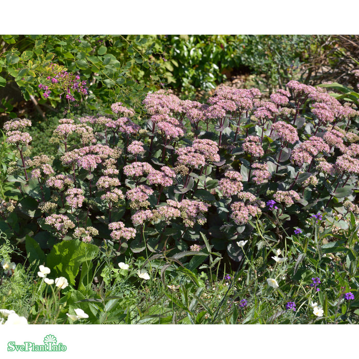 Hylotelephium 'Matrona' A-kval