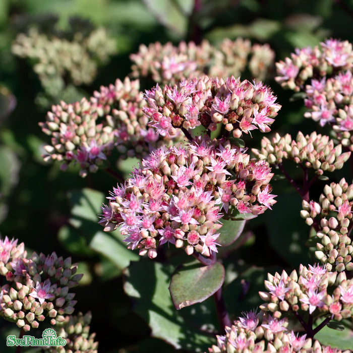 Hylotelephium 'Matrona' A-kval