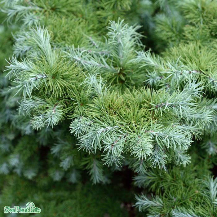 Larix kaempferi 'Blue Dwarf' Stam C10 90cm