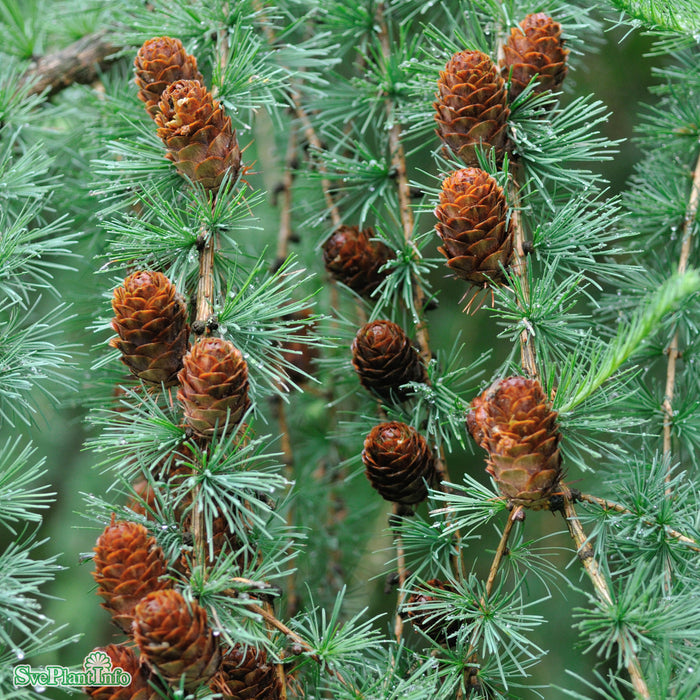 Larix kaempferi Bonsaiform C25 150-175cm