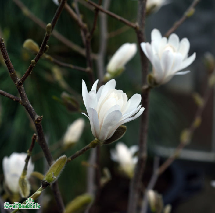 Magnolia stellata 'Royal Star' Ungträd C20 150-175cm