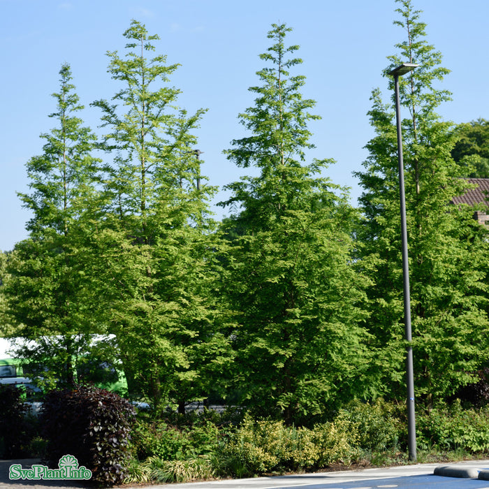 Metasequoia glyptostroboides Ungträd C20 250-300cm