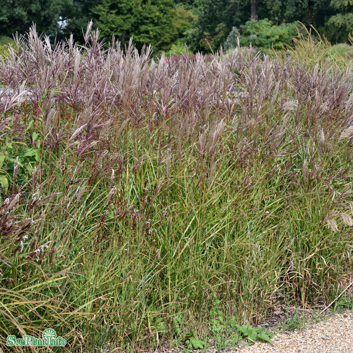 Miscanthus sinensis 'Ferner Osten' A-kval C6