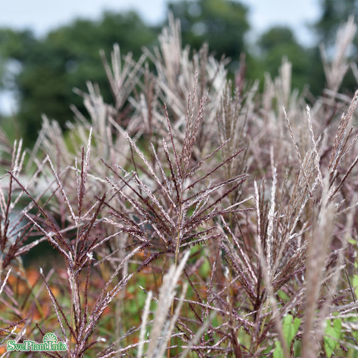 Miscanthus sinensis 'Ferner Osten' A-kval C6