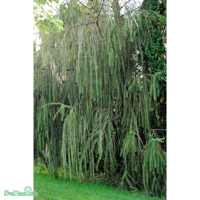 Picea breweriana Kl 70-80cm