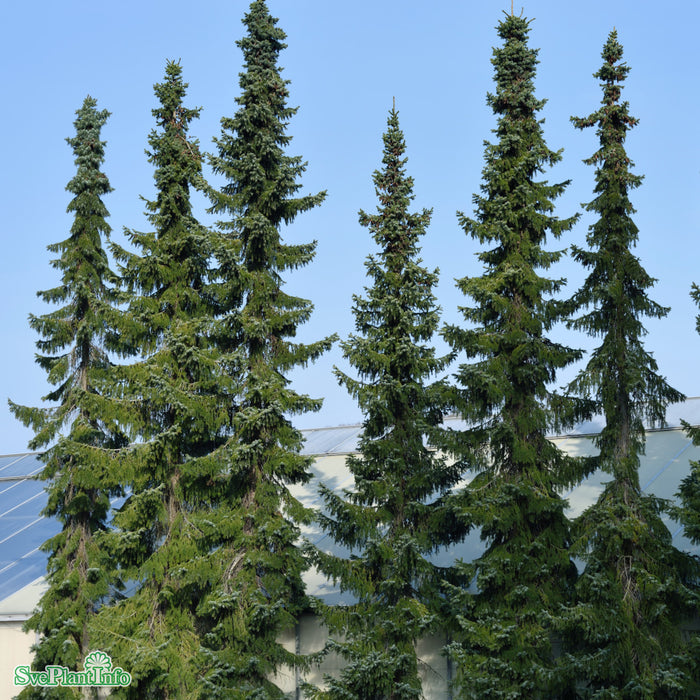 Picea omorika Solitär Kl 150-175cm