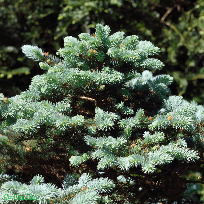 Picea pungens 'Glauca Globosa' D10 Halvstam 60cm