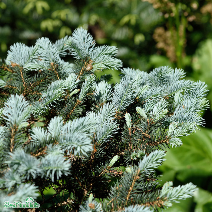 Picea pungens (Glauca) 'Glauca Globosa' C10 40-50cm