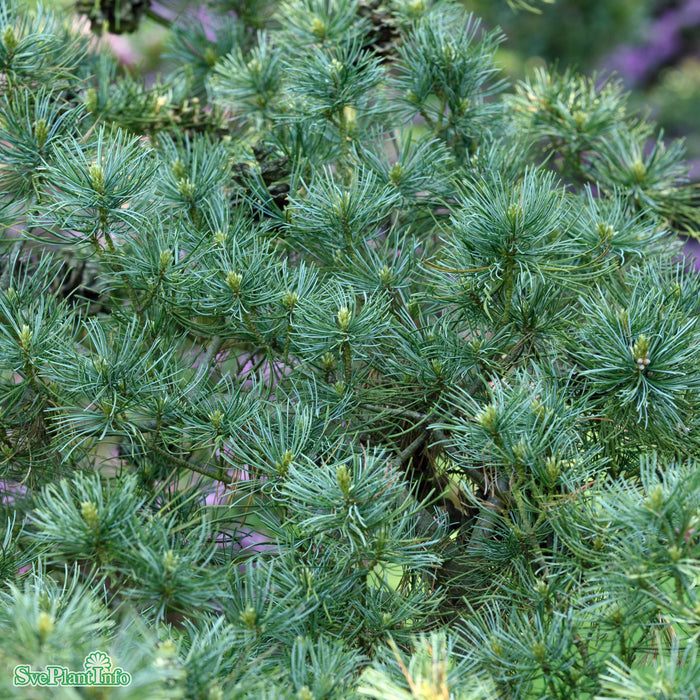 Pinus parviflora 'Glauca' Solitär Kl 125-150cm