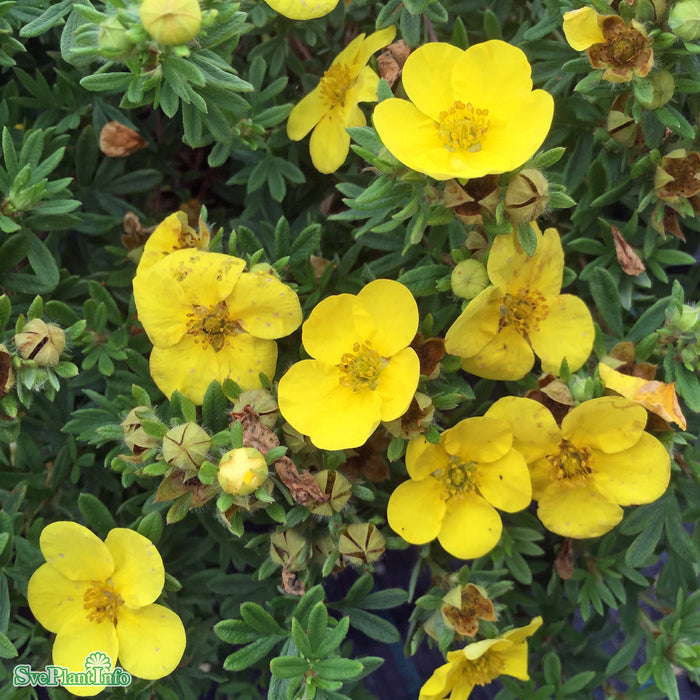 Dasiphora (Fruticosa) 'Kobold' Busk C5