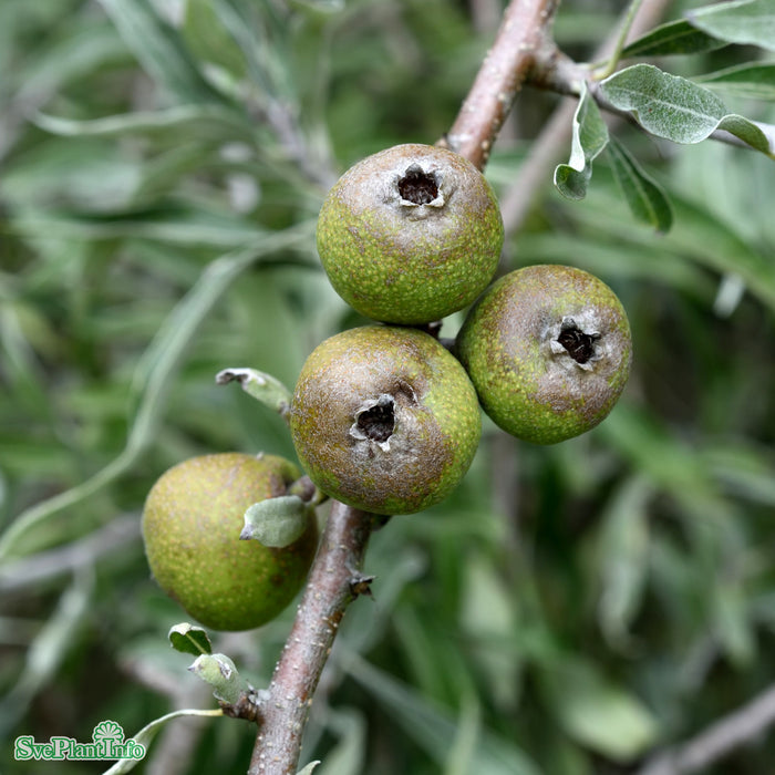 Pyrus salicifolia 'Pendula' Stam C20 220cm So 8-10