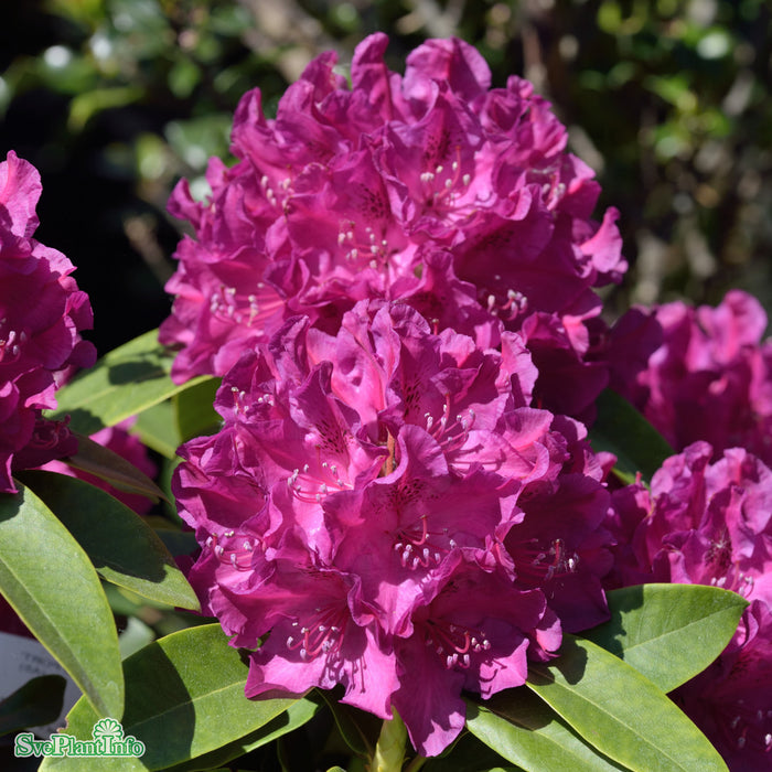 Rhododendron (Cataw.) 'Old Port' Solitär Kl 100-120cm
