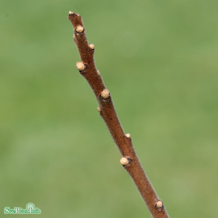Rhus typhina 'Dissecta' Solitär Kl flerstammad 200-250cm