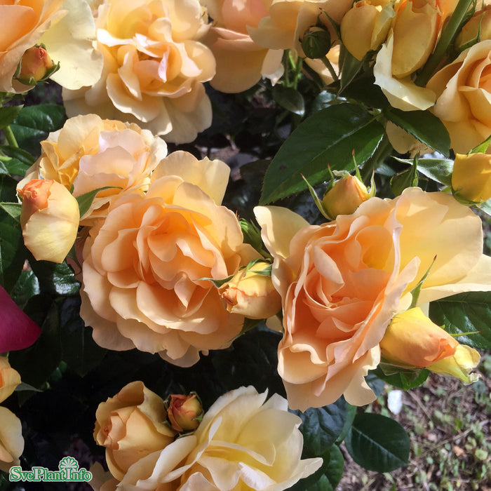 Rosa 'Hansestadt Rostock' Stam C7,5 60cm