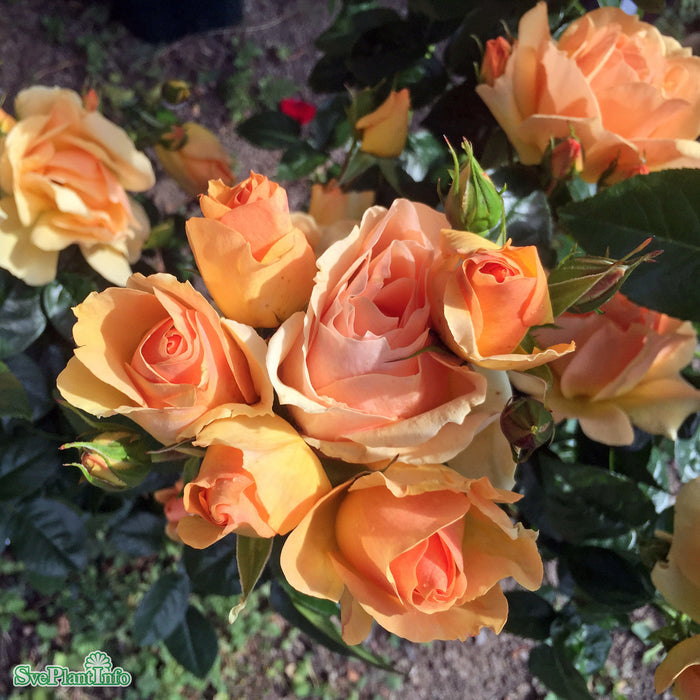 Rosa 'Hansestadt Rostock' Stam 90cm Co