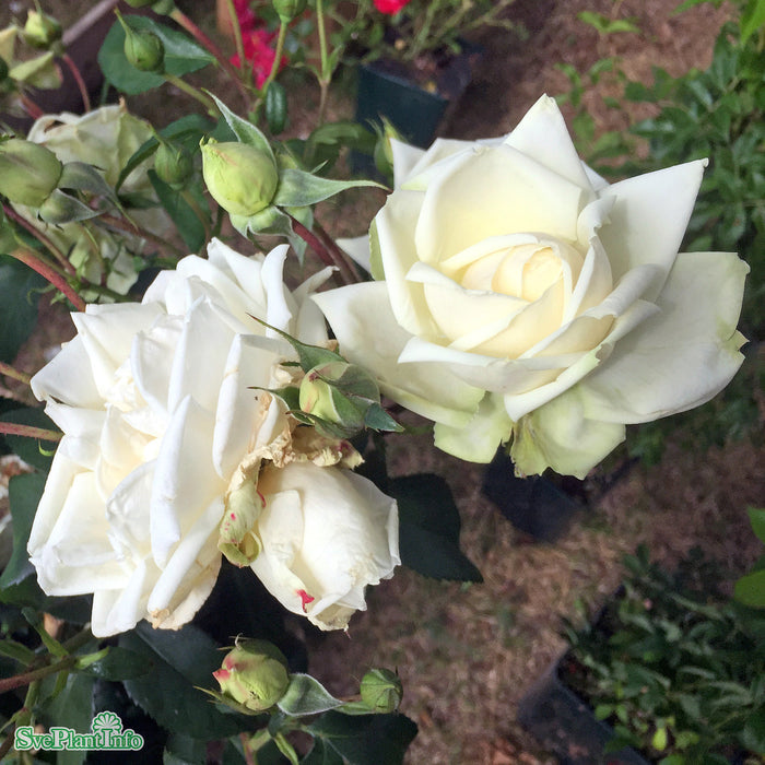 Rosa 'Ilse Krohn Superior' A kval C4