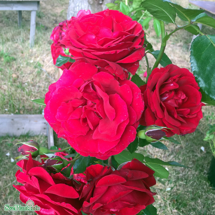 Rosa 'Sympathie' A kval C4