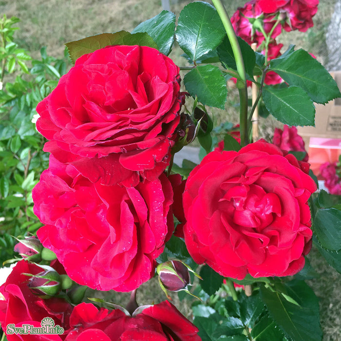 Rosa 'Sympathie' A kval C4