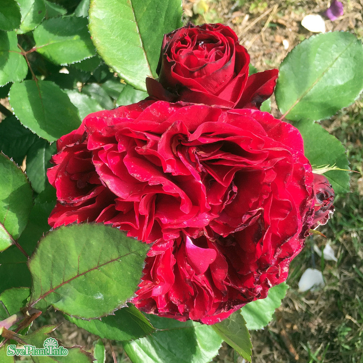 Rosa 'Nadia Renaissance' A-kval C4 — Åkersberga Växtförsäljning