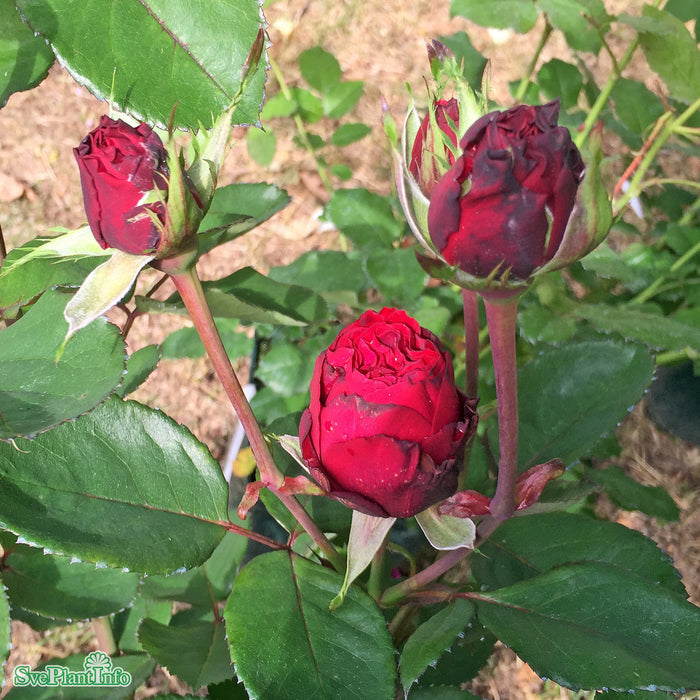 Rosa 'Nadia Renaissance' A kval C4