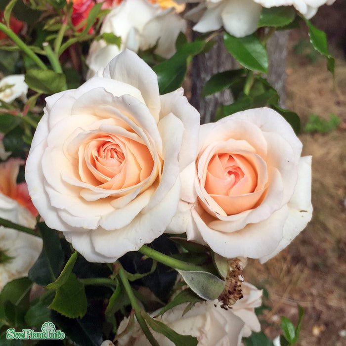 Rosa 'Penny Lane' A kval C4