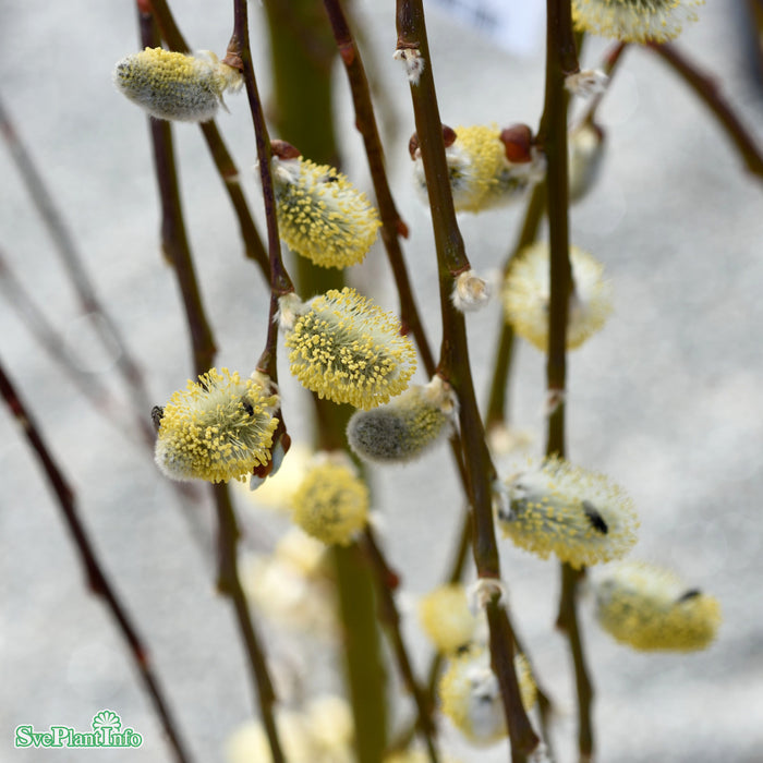 Salix caprea 'Kilmarnock' Stam C12 120cm