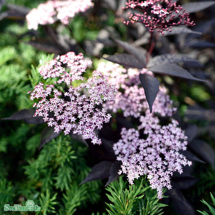 Sambucus nigra 'Black Beauty' Busk C5