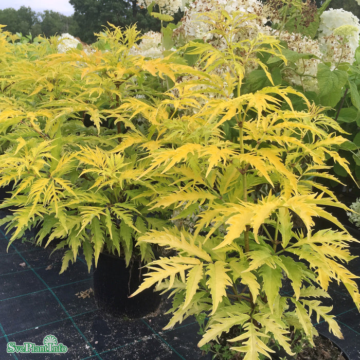 Sambucus racemosa 'Sutherland Gold' C6 50-60cm