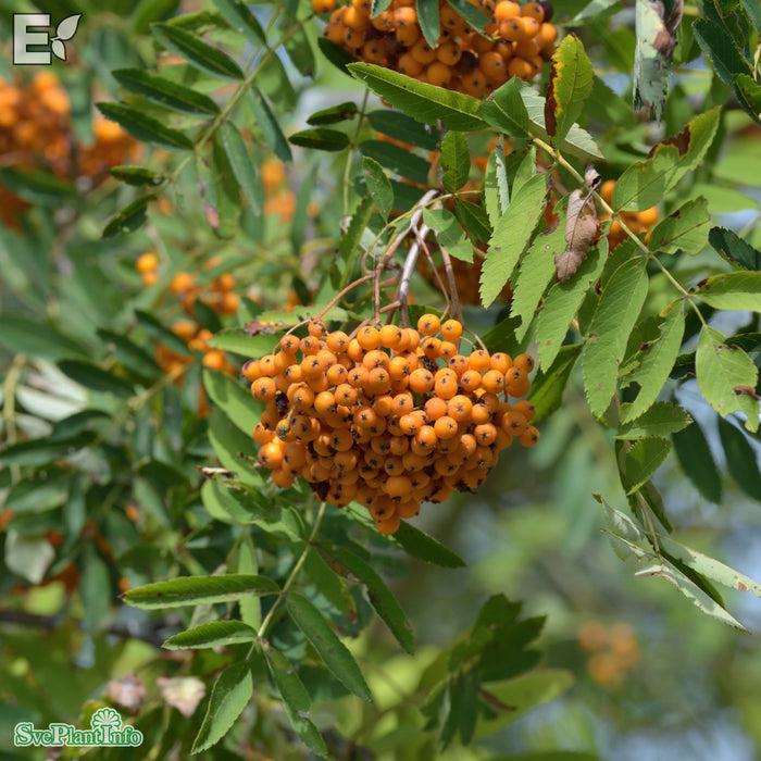 Sorbus (Commixta) 'Birgitta' E Ungträd 200-250cm C10