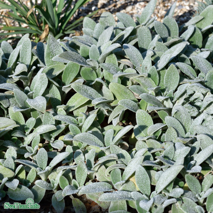 Stachys byzantina 'Silver Carpet' A-kval