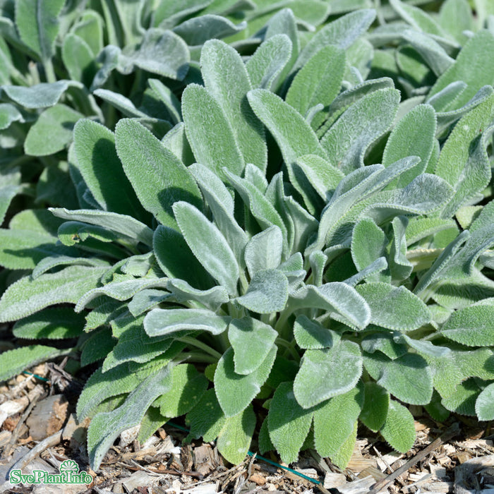 Stachys byzantina 'Silver Carpet' A-kval