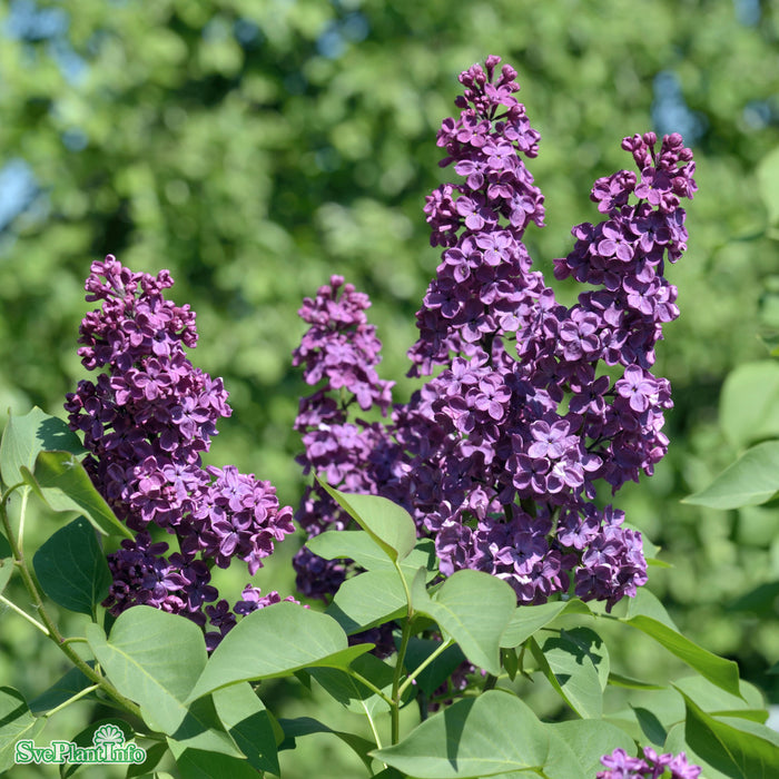 Syringa vulgaris 'Andenken an Ludwig Späth' C10 Stam 80cm Solitär