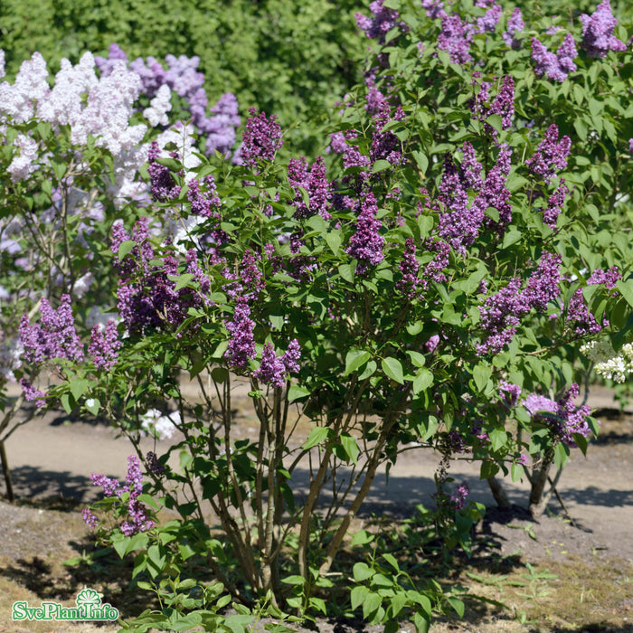 Syringa vulgaris 'Charles Joly' C10 Stam 80cm Solitär