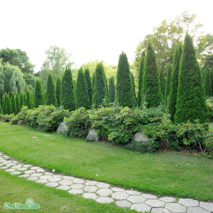 Thuja 'Smaragd' 80-100 cm krukodlad