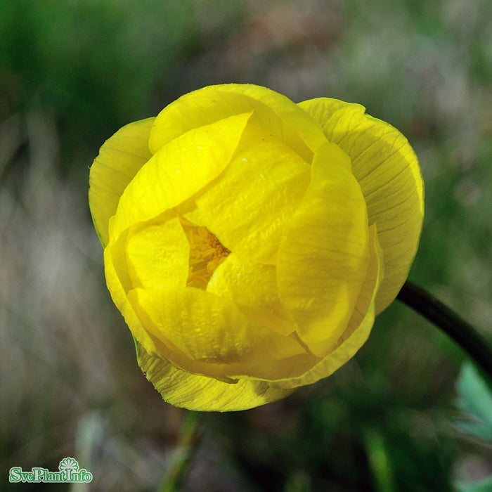 Trollius europaeus A-kval