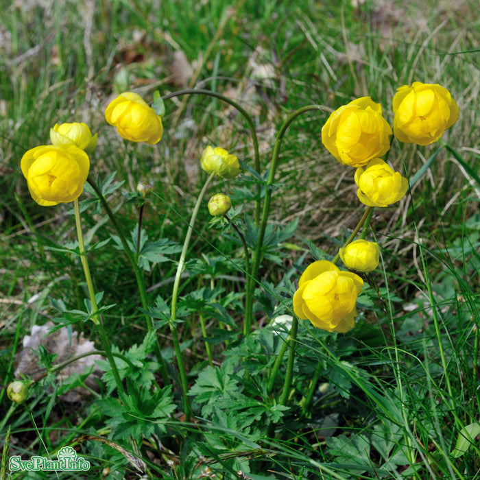 Trollius europaeus A-kval