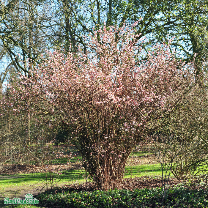 Viburnum farreri Busk C4,6