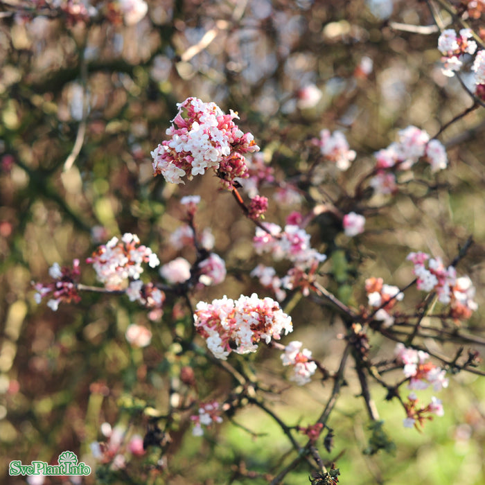 Viburnum farreri Busk C4,6